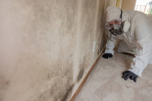 Professional Mold Inspection in Hamburg, IA